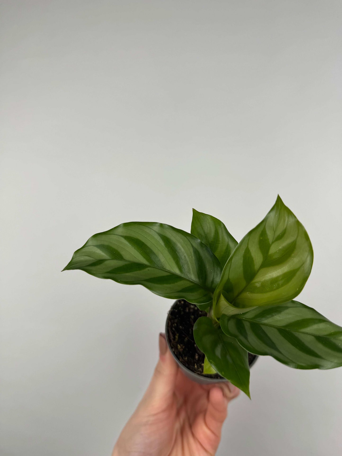 Calathea “Freddie”