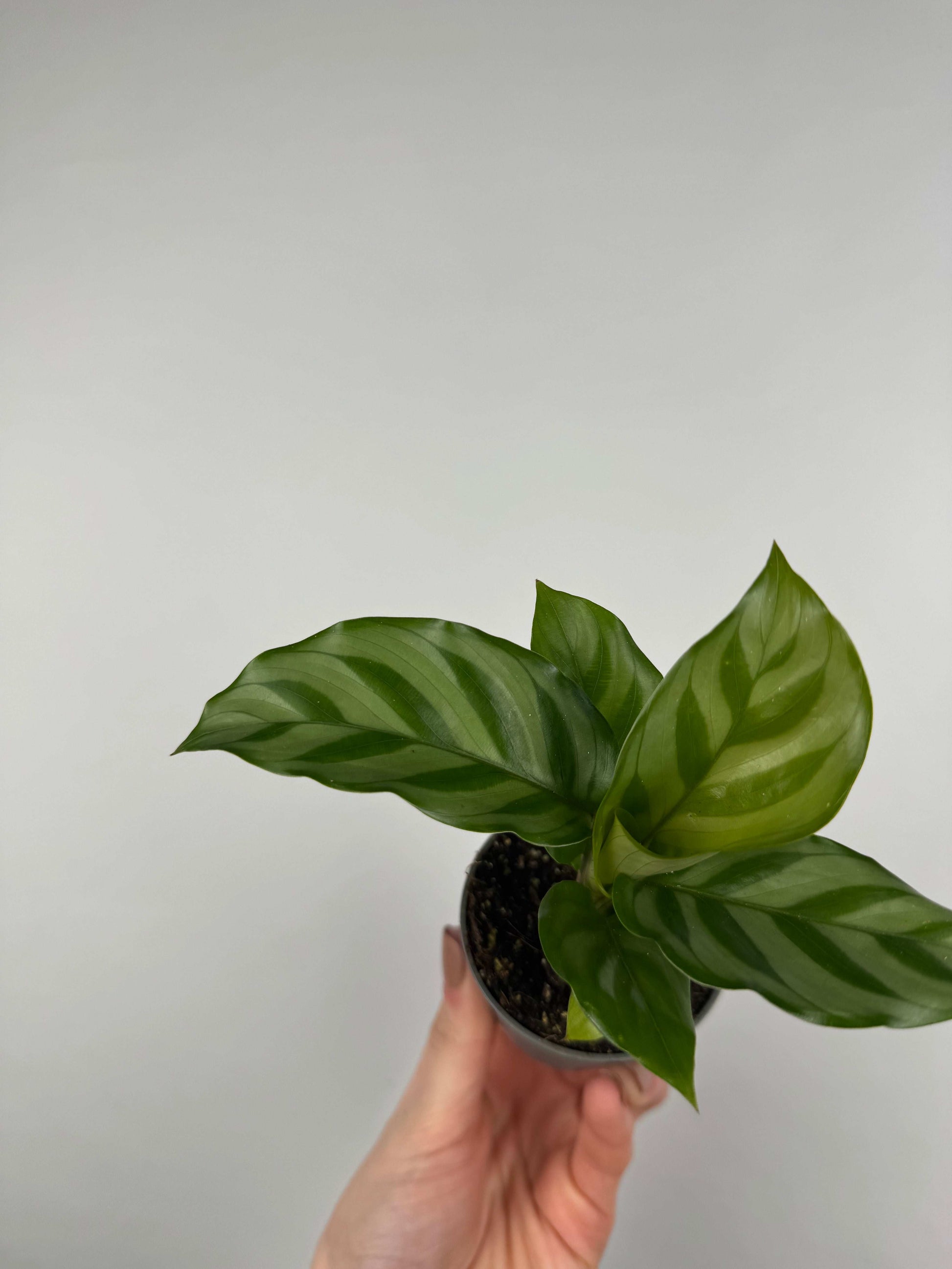 Calathea “Freddie”