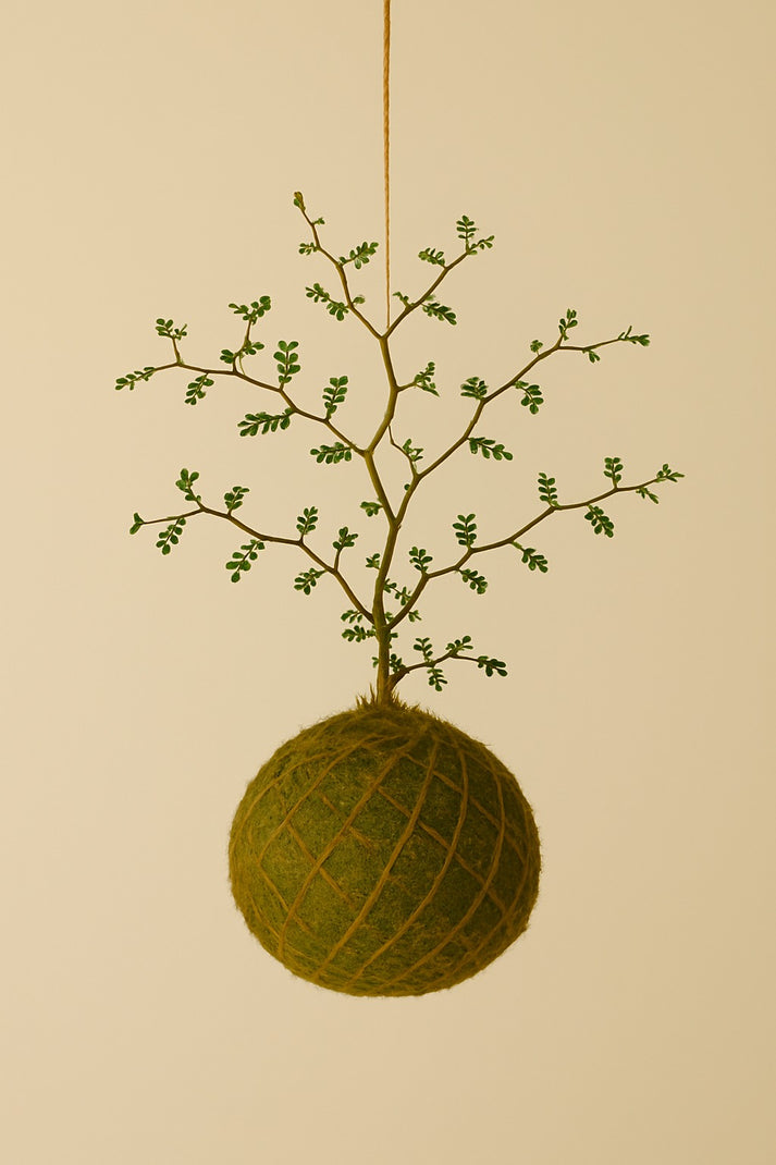 Kokedama Sophora Prostrata Little Baby