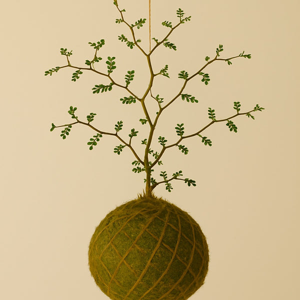 Kokedama | Sophora Prostrata “Little Baby”