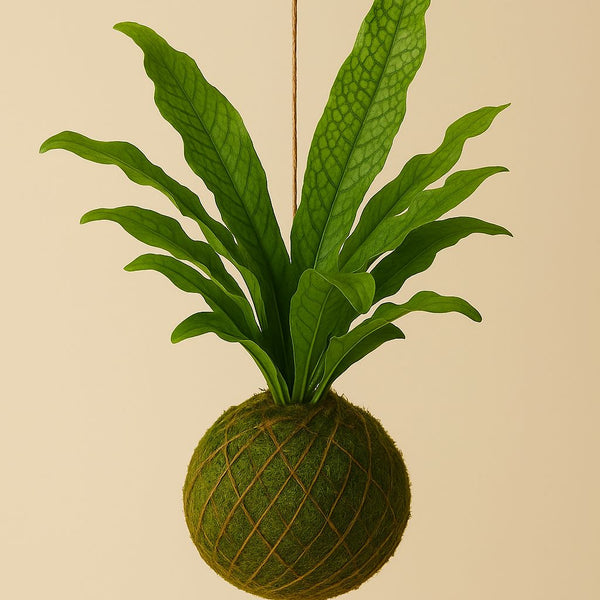 Baby Kokedama | Microsorum musifolium “Crocodyllus”