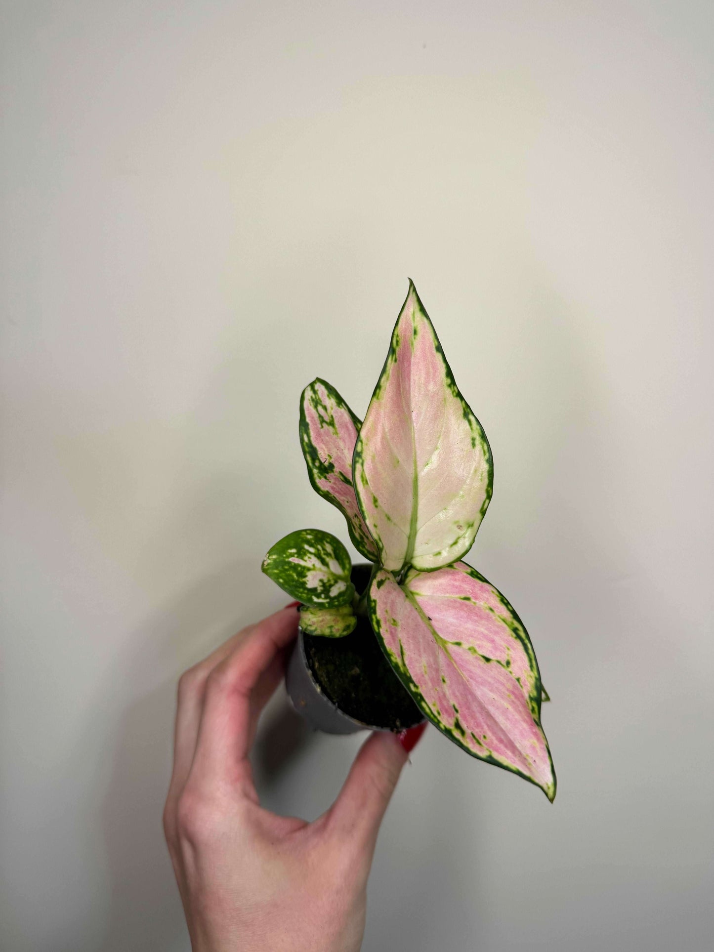 Aglaonema “Red Valentine”