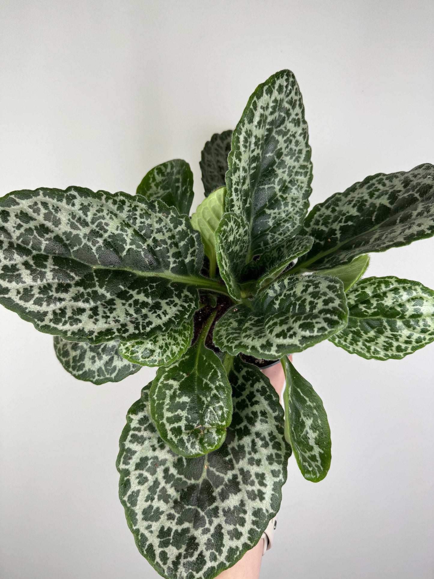 Streptocarpus “Pretty turtle”