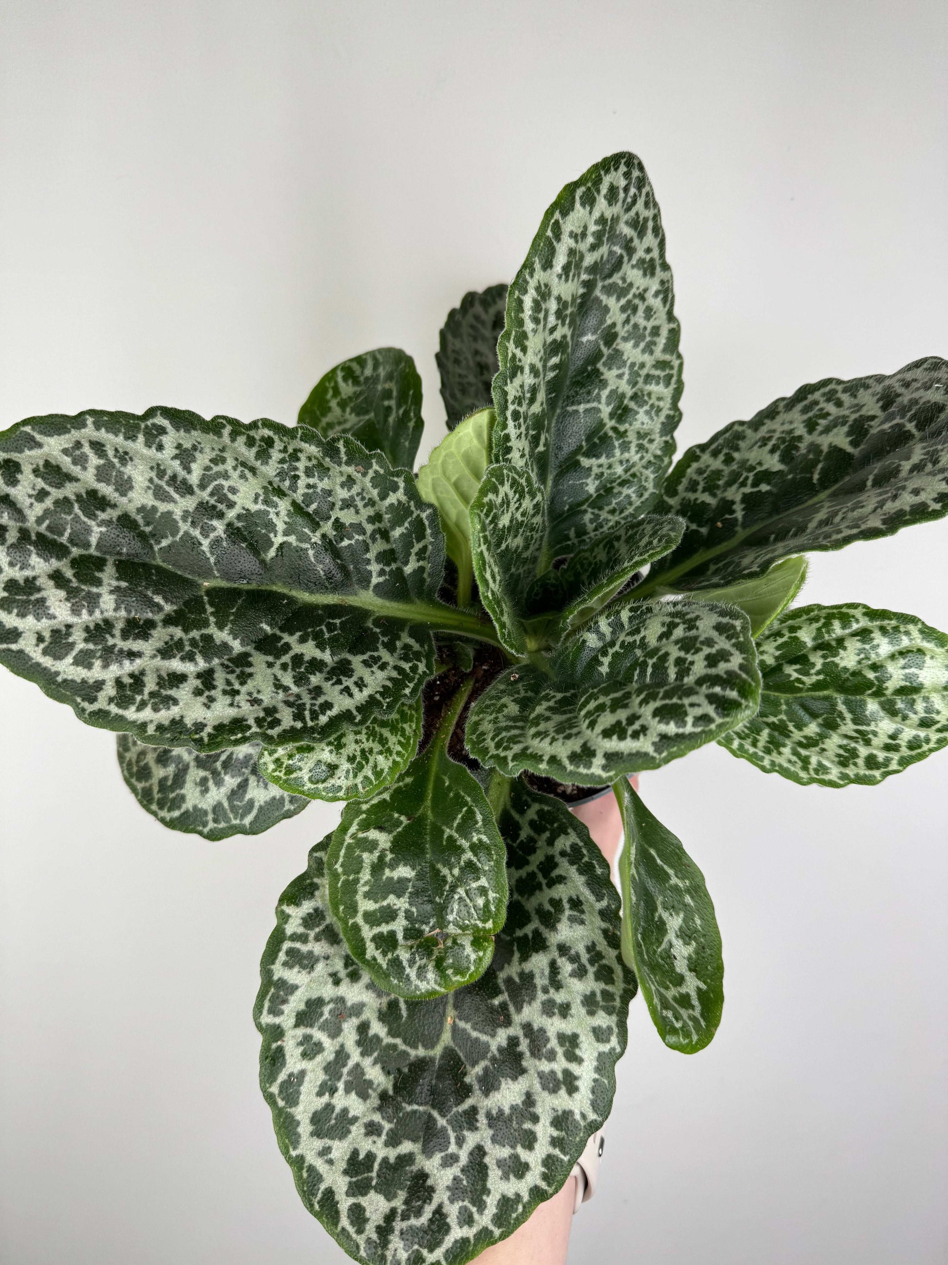 Streptocarpus “Pretty turtle”