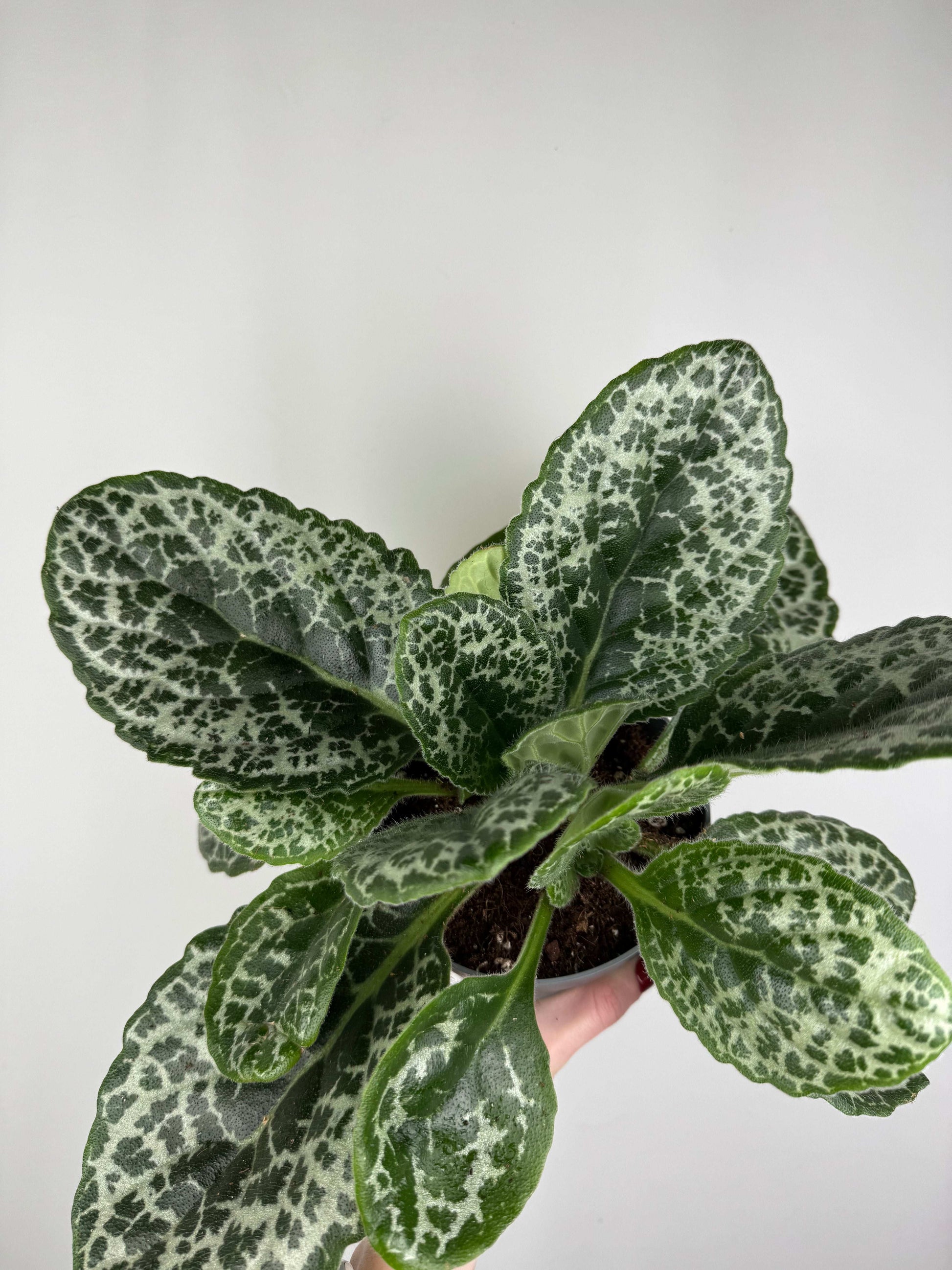 Streptocarpus “Pretty turtle”