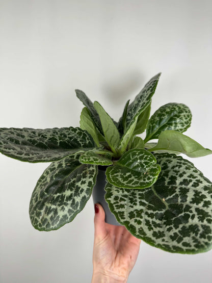 Streptocarpus “Pretty turtle”