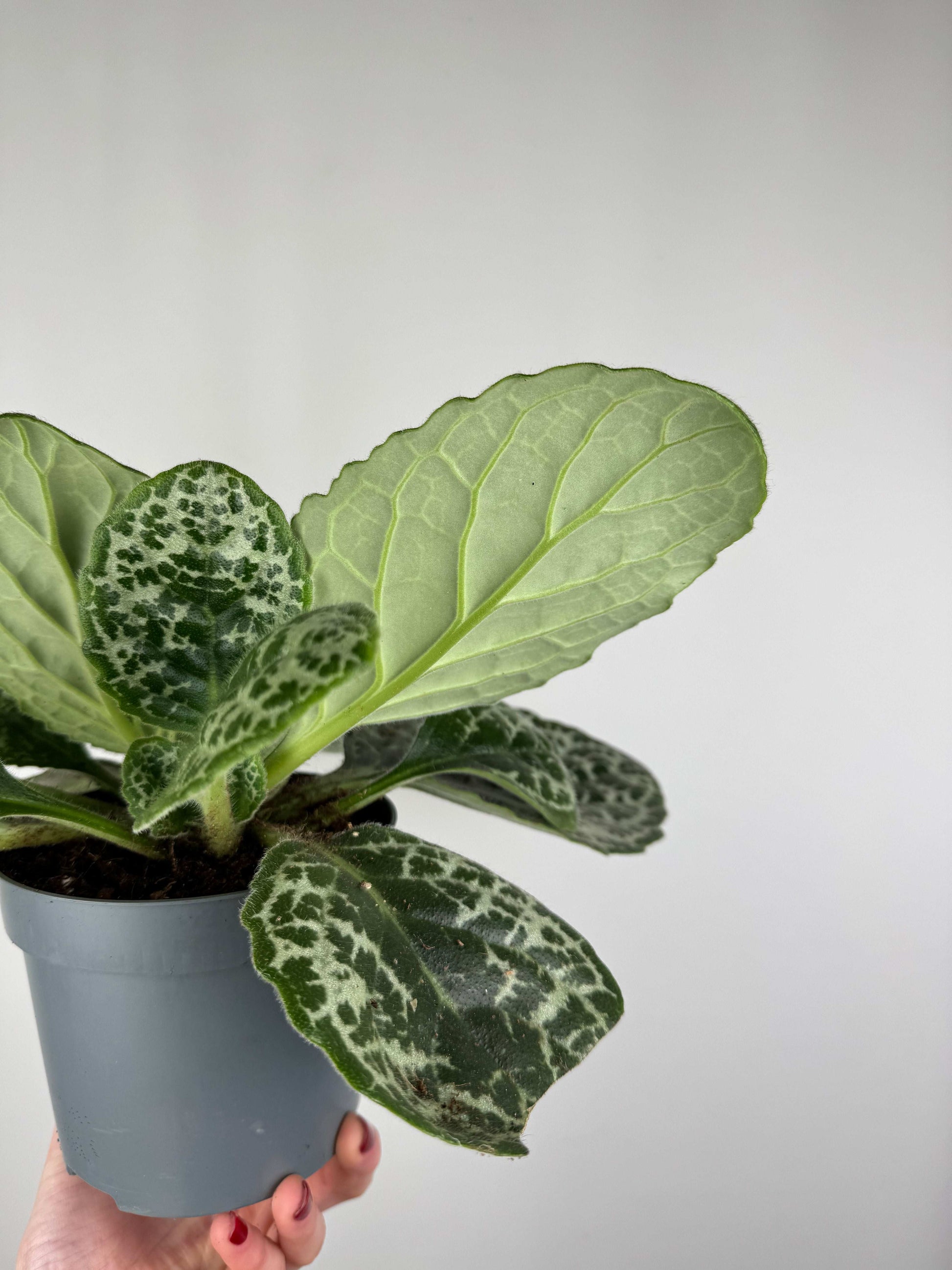 Streptocarpus “Pretty turtle”