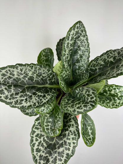 Streptocarpus “Pretty turtle”