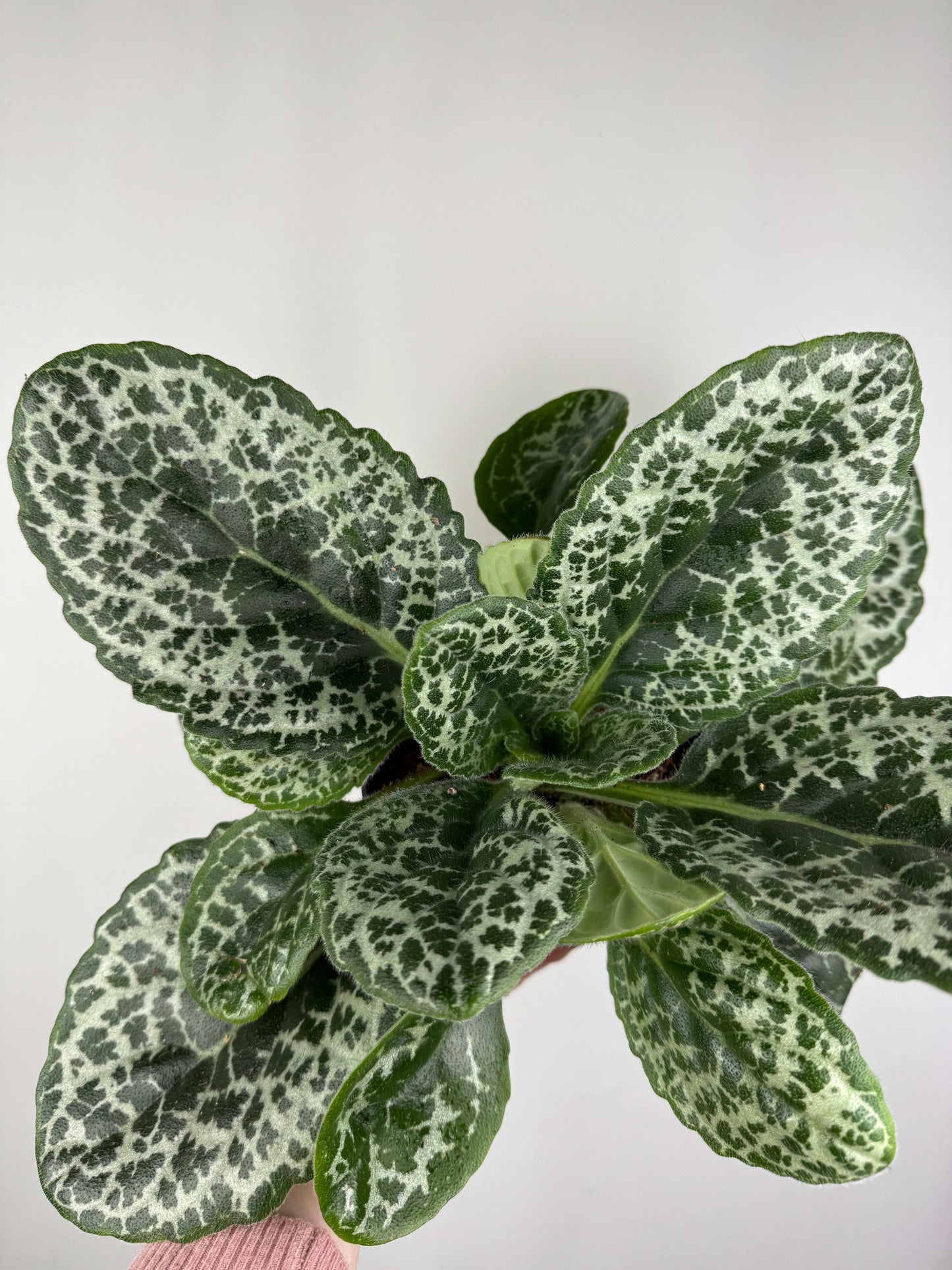 Streptocarpus “Pretty turtle”