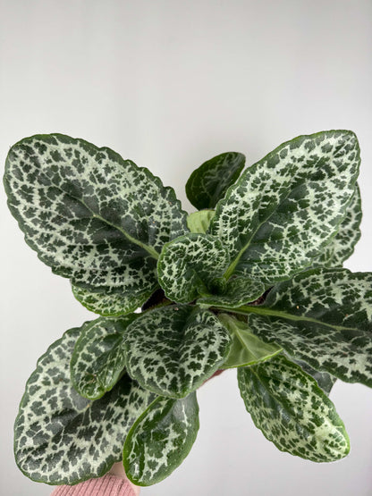 Streptocarpus “Pretty turtle”