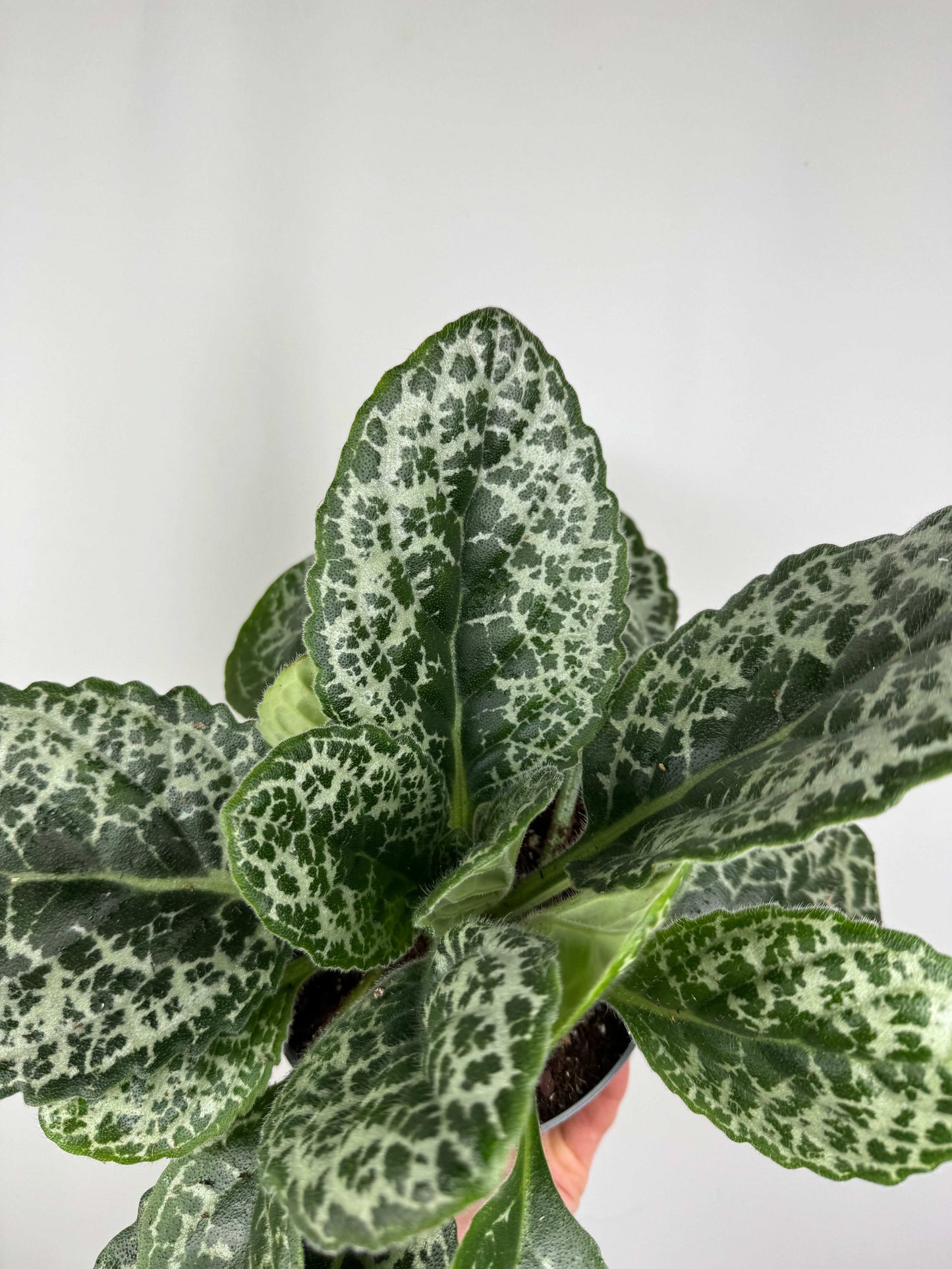 Streptocarpus “Pretty turtle”