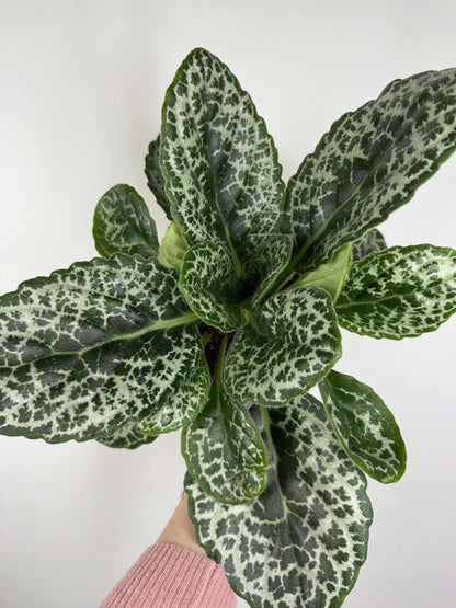 Streptocarpus “Pretty turtle”