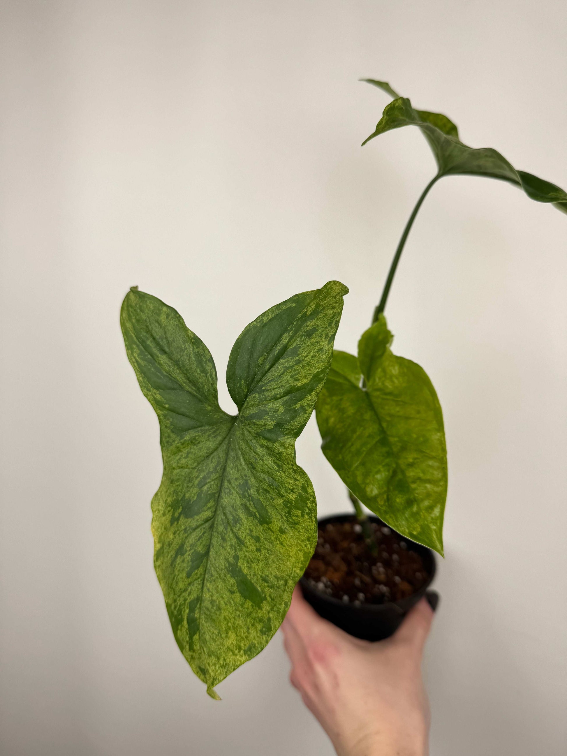 Syngonium “Mottled Mojito” | Cesare