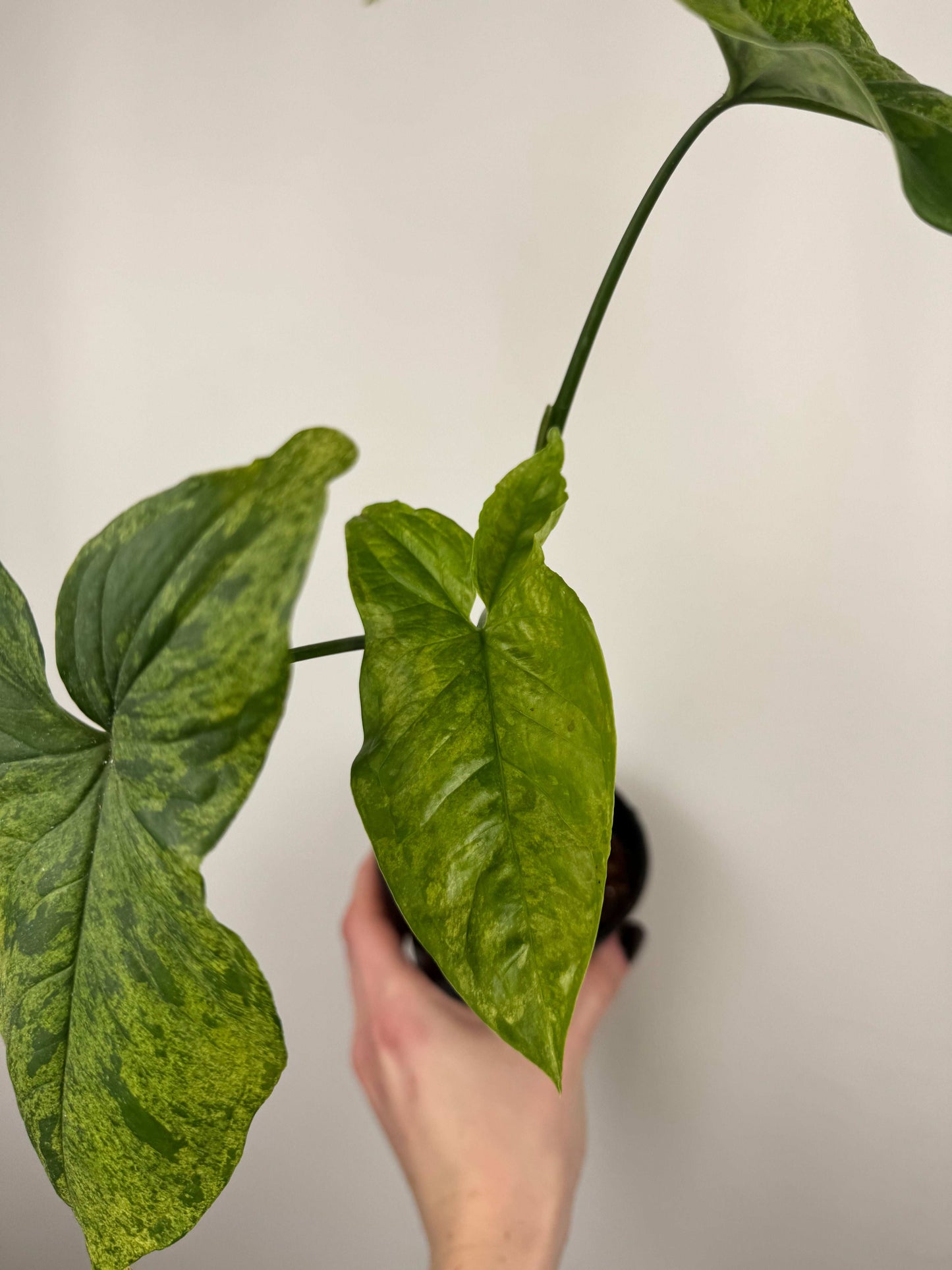 Syngonium “Mottled Mojito” | Cesare