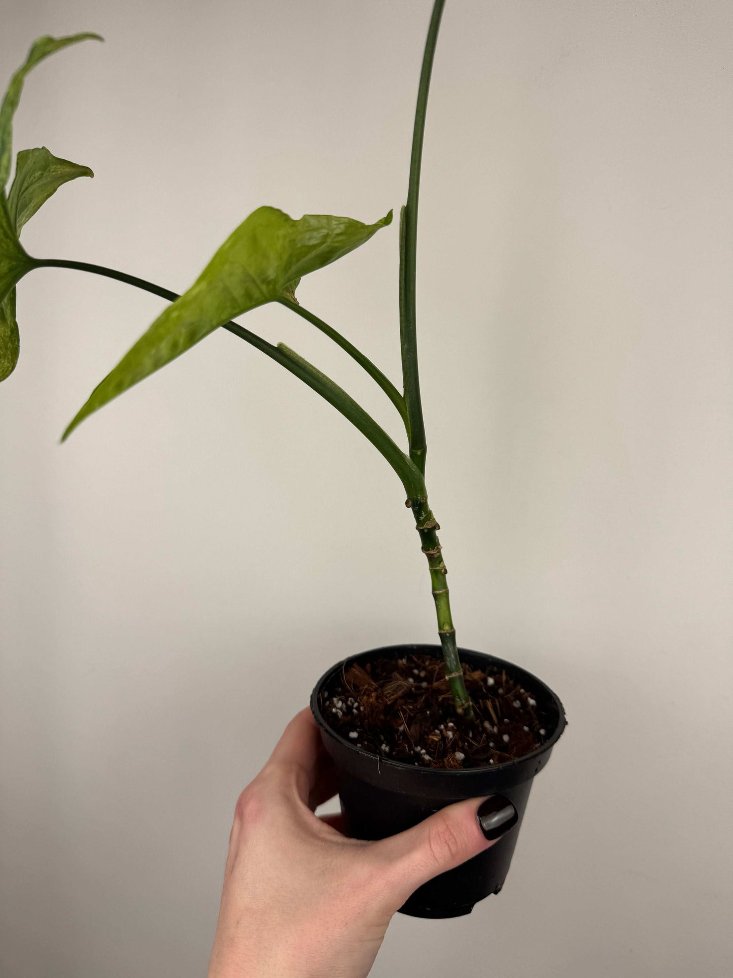 Syngonium “Mottled Mojito” | Cesare