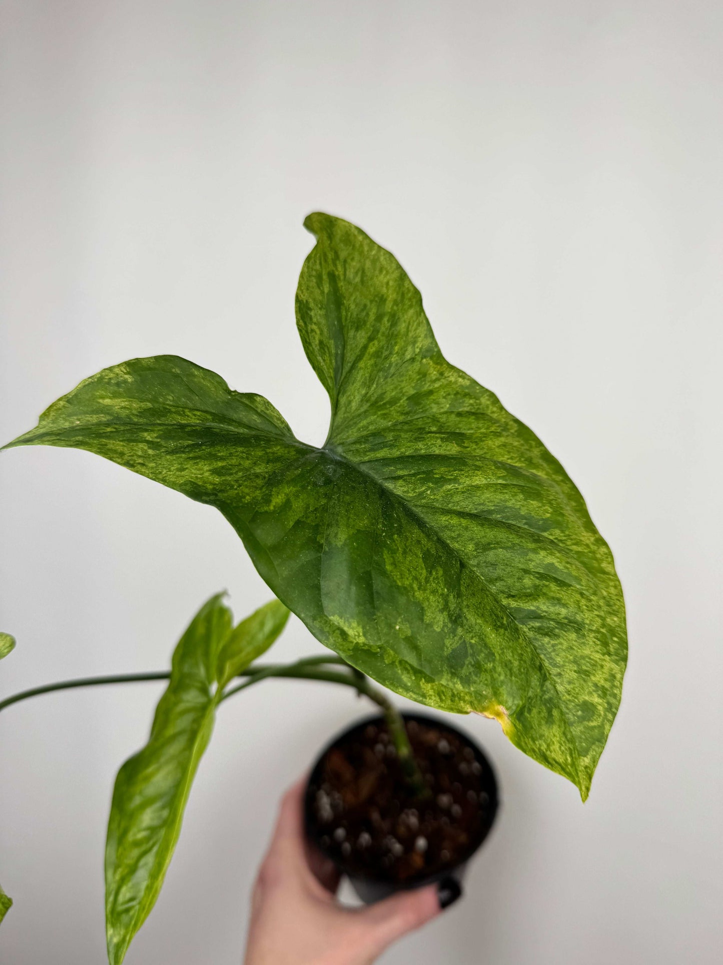 Syngonium “Mottled Mojito” | Cesare