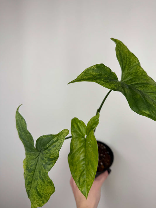 Syngonium “Mottled Mojito” | Cesare