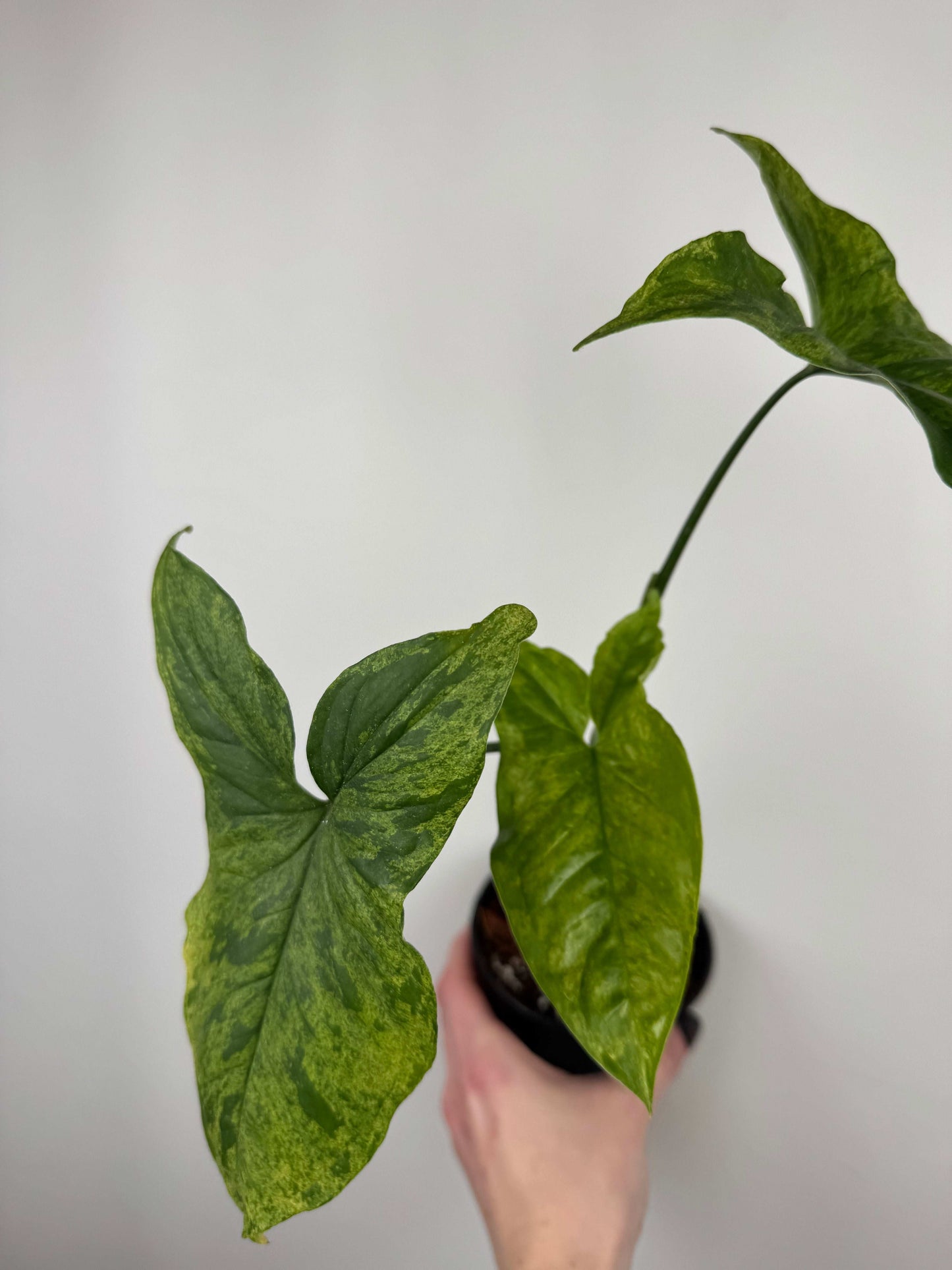 Syngonium “Mottled Mojito” | Cesare