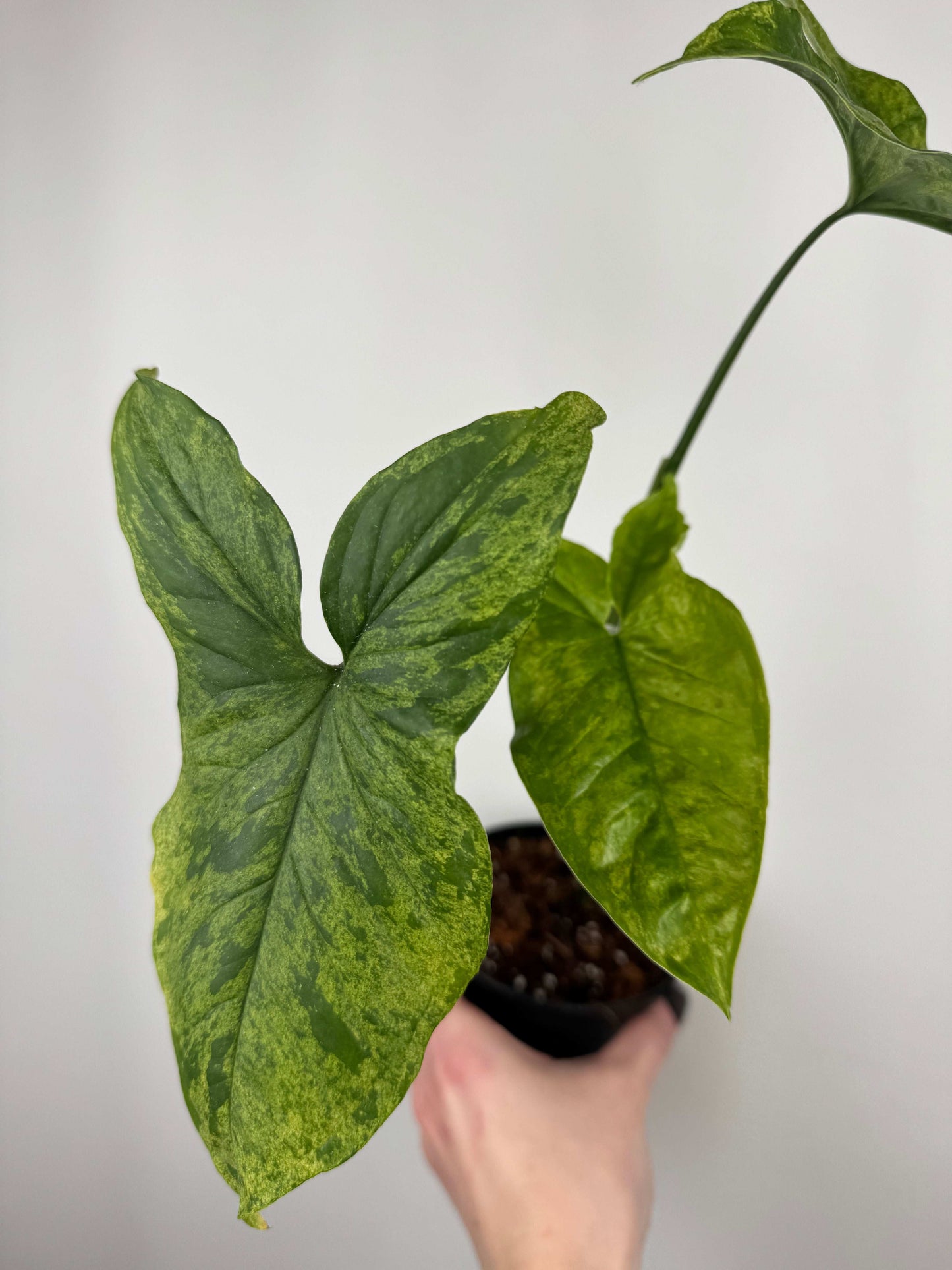 Syngonium “Mottled Mojito” | Cesare
