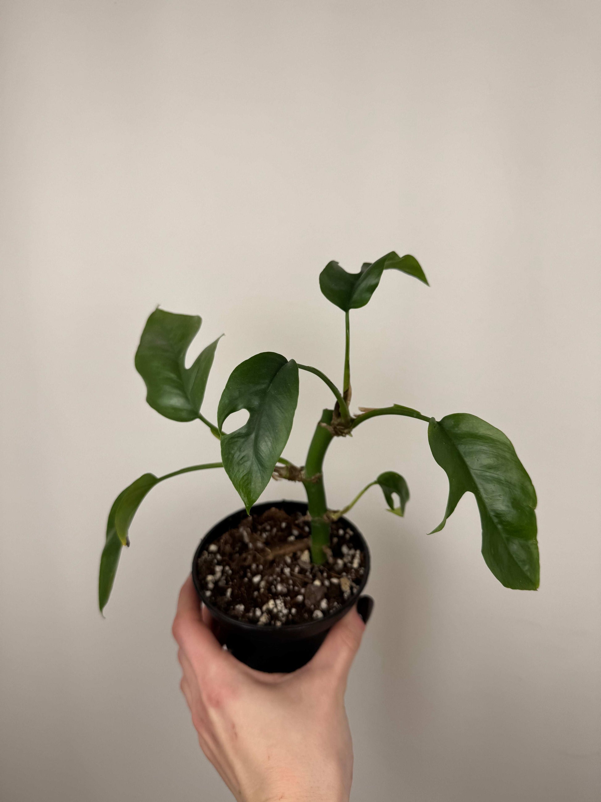 Monstera Minima | Beatrice