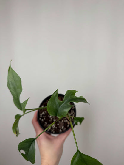 Monstera Minima | Beatrice