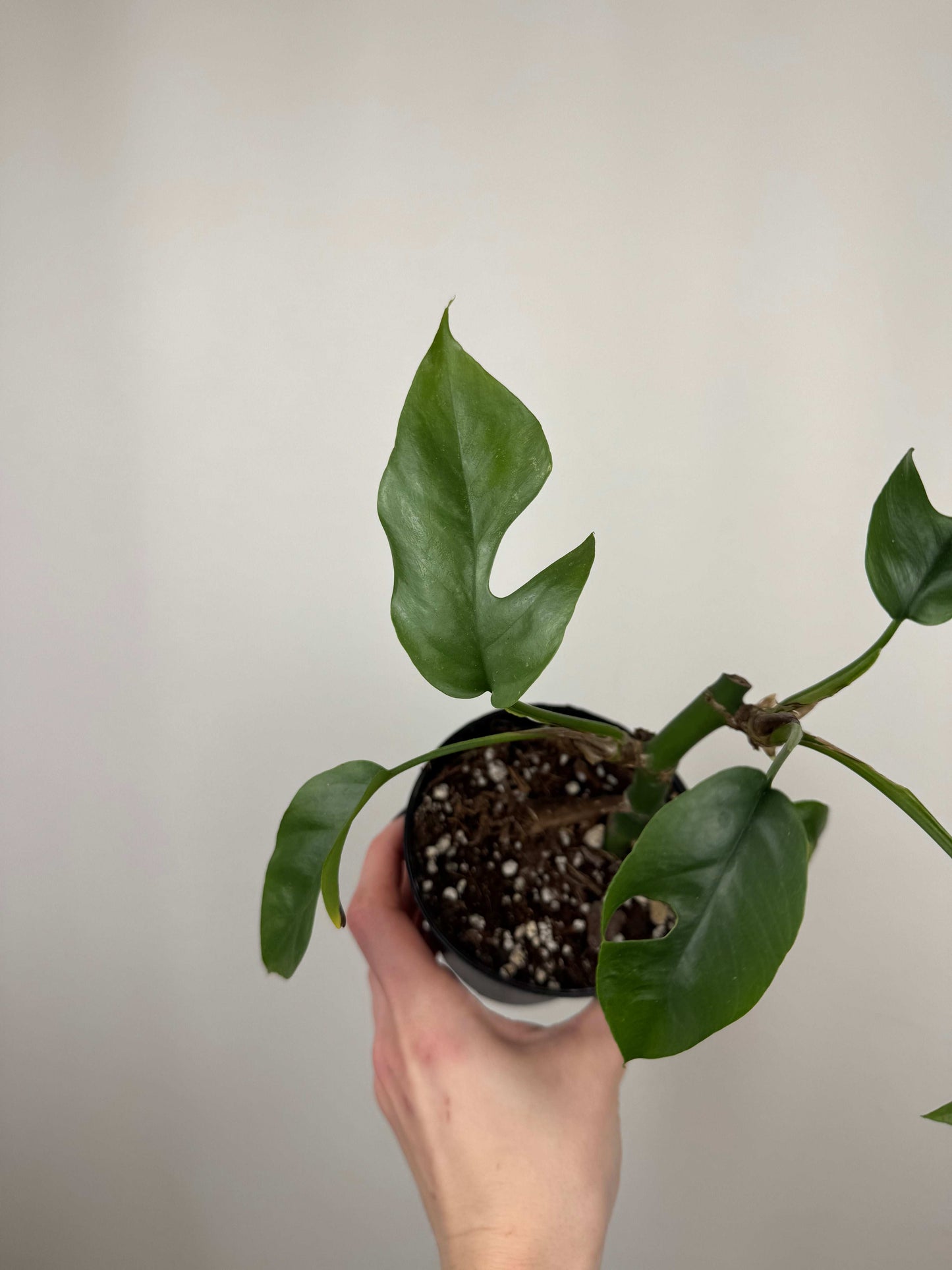 Monstera Minima | Beatrice