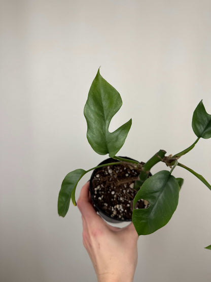 Monstera Minima | Beatrice