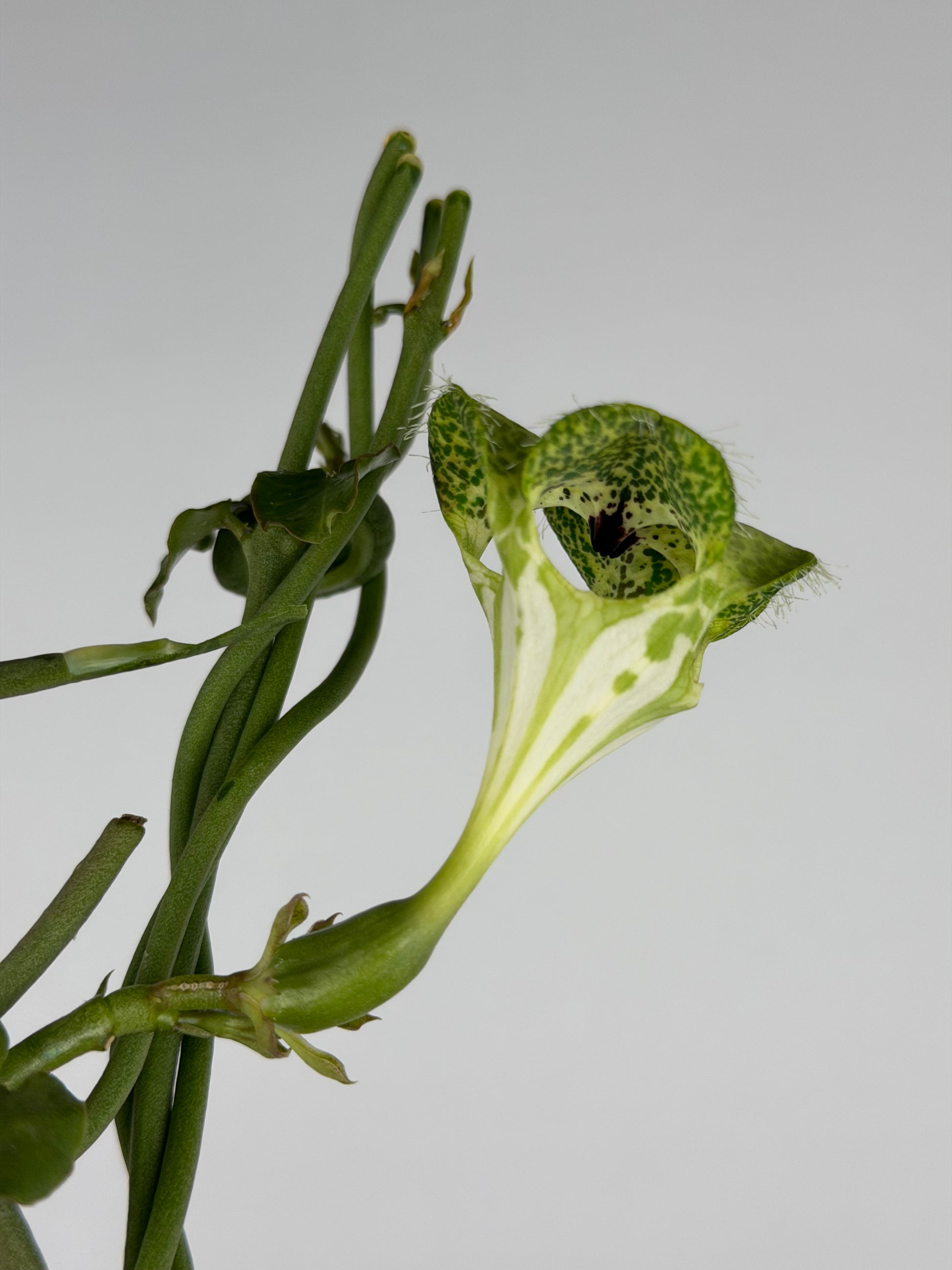 Ceropegia Sandersonii Ceropegia Tropical Corner