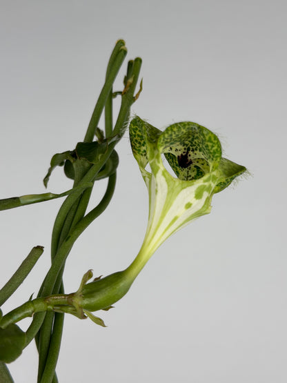 Ceropegia Sandersonii Ceropegia Tropical Corner