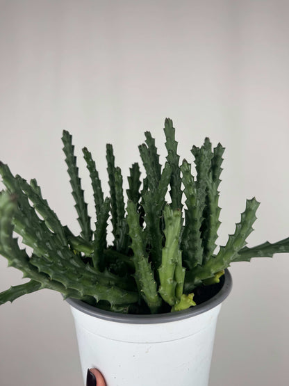 Stapelia Huernia “Variegata”