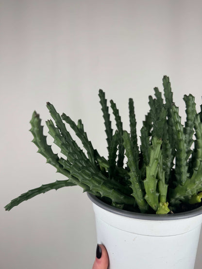 Stapelia Huernia “Variegata”