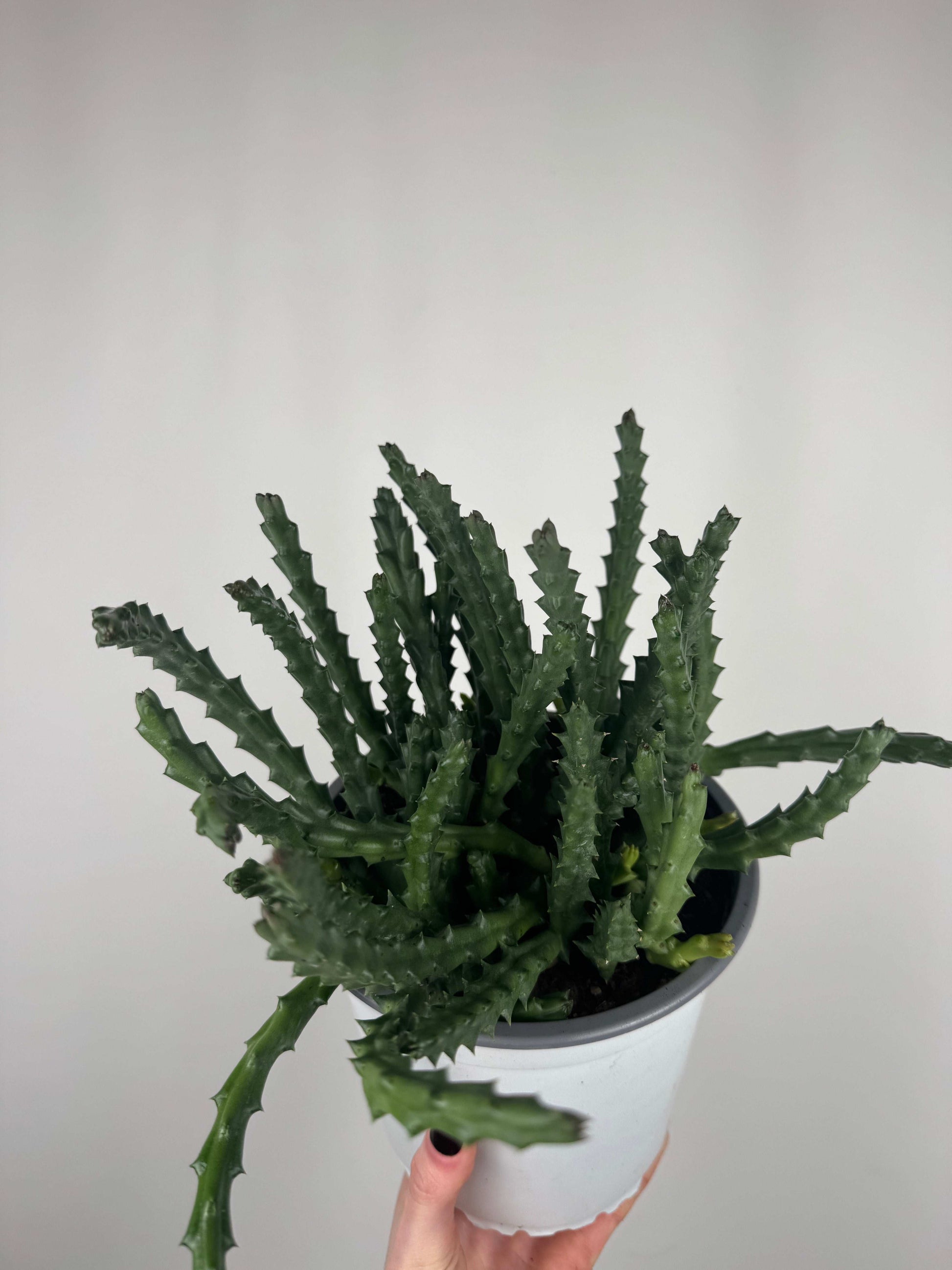 Stapelia Huernia “Variegata”