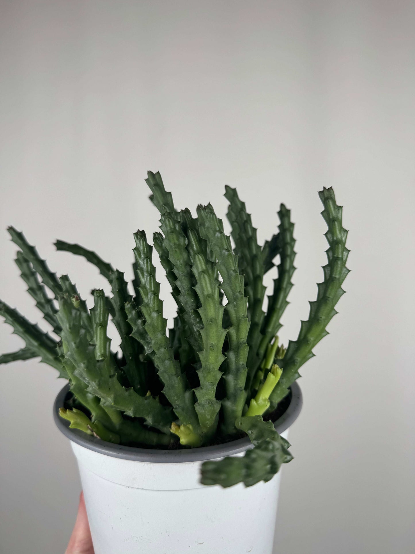 Stapelia Huernia “Variegata”