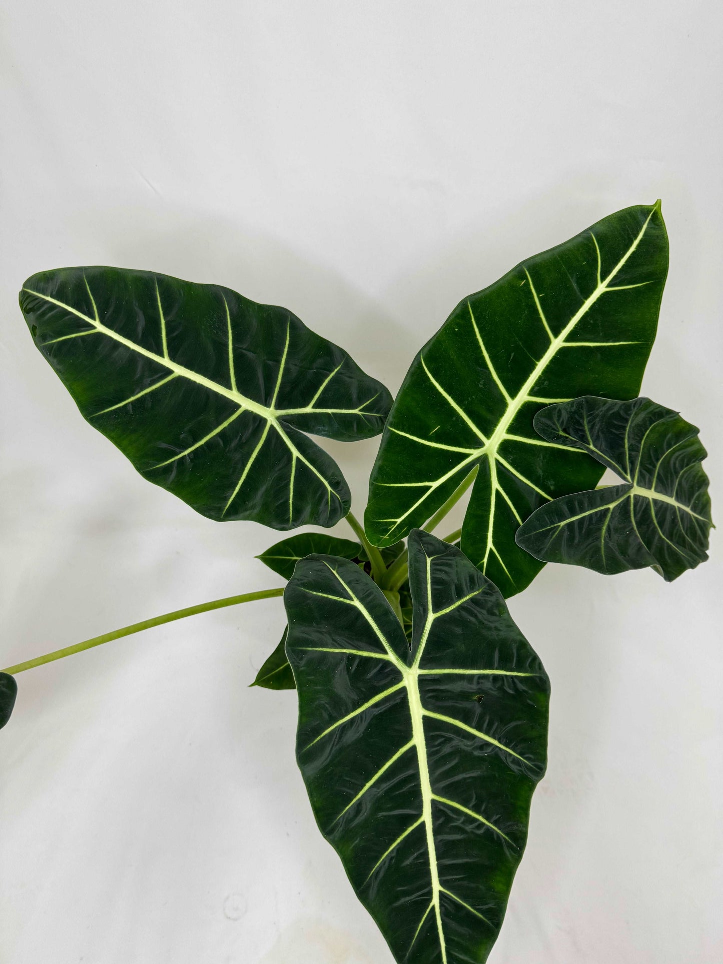 Alocasia Micholitziana Frydek