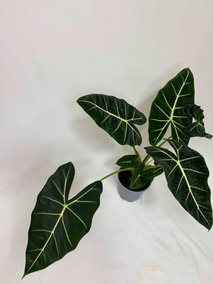 Alocasia Micholitziana Frydek