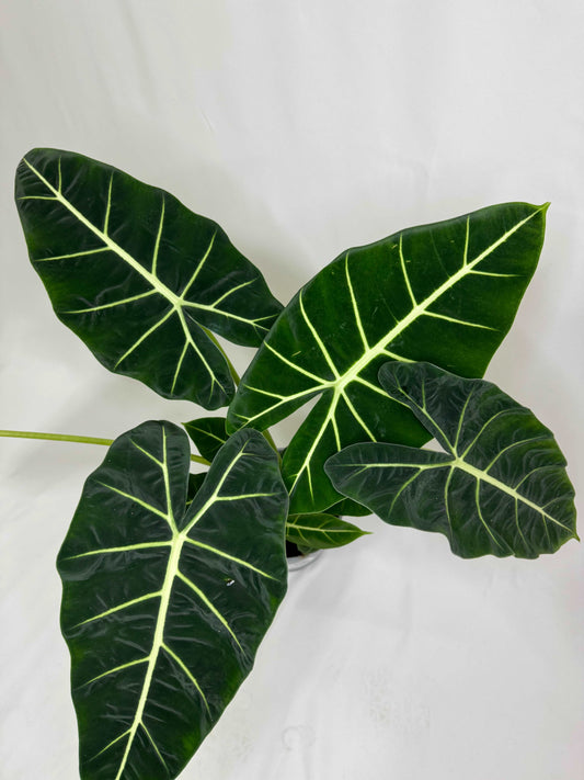 Alocasia Micholitziana Frydek