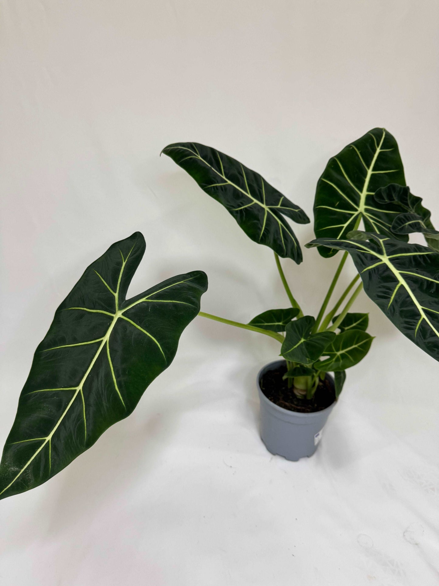 Alocasia Micholitziana Frydek