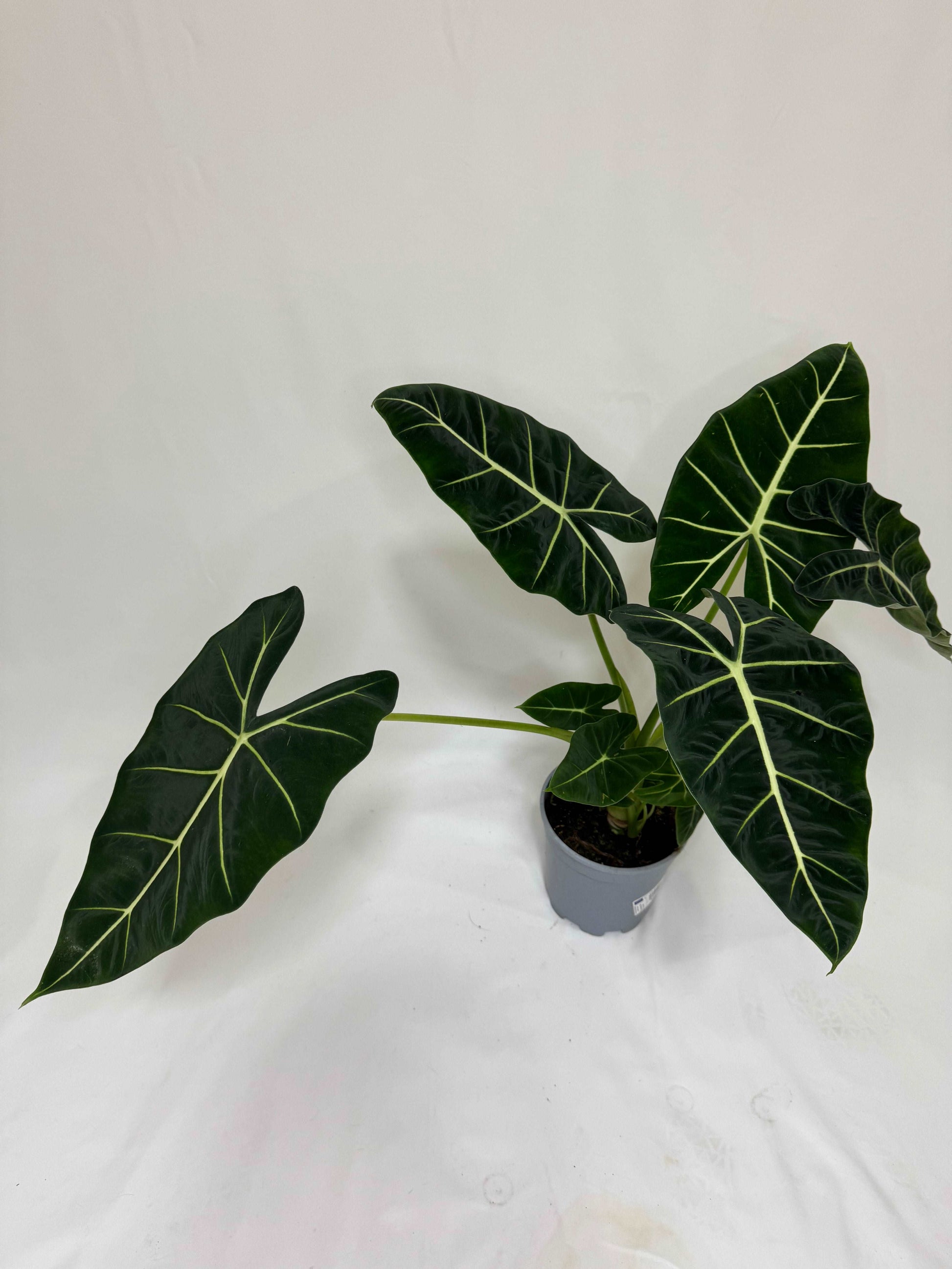 Alocasia Micholitziana Frydek