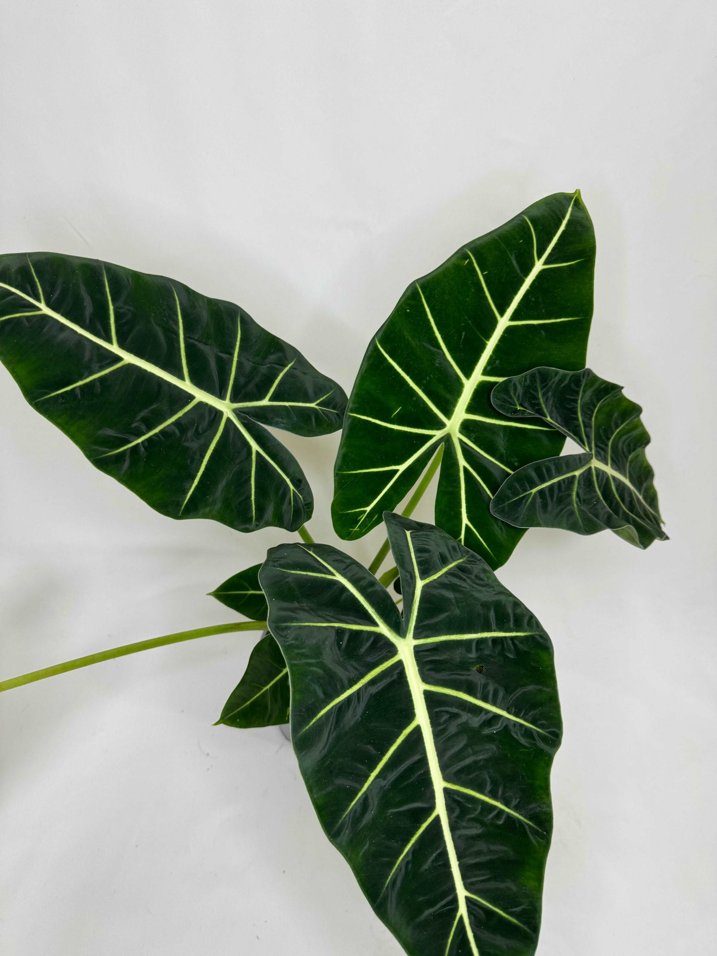 Alocasia Micholitziana Frydek