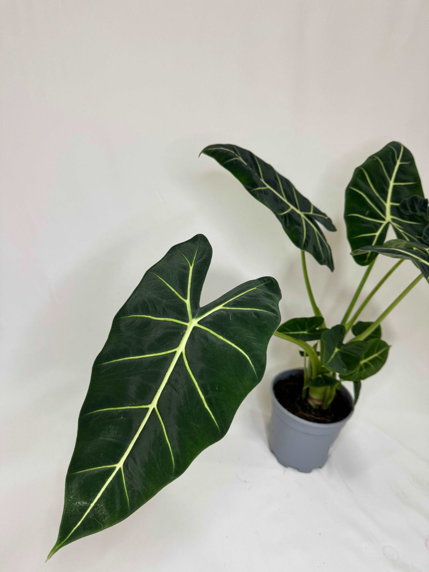 Alocasia Micholitziana Frydek