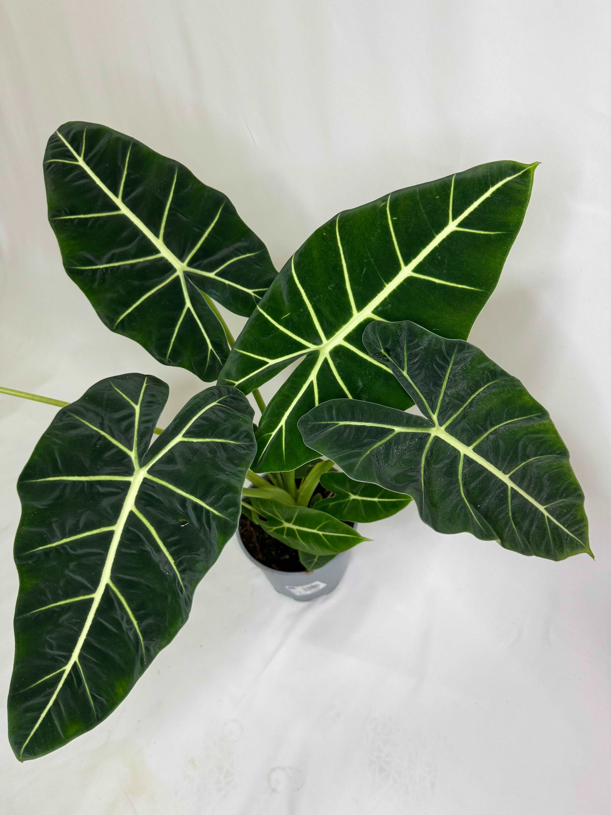 Alocasia Micholitziana Frydek