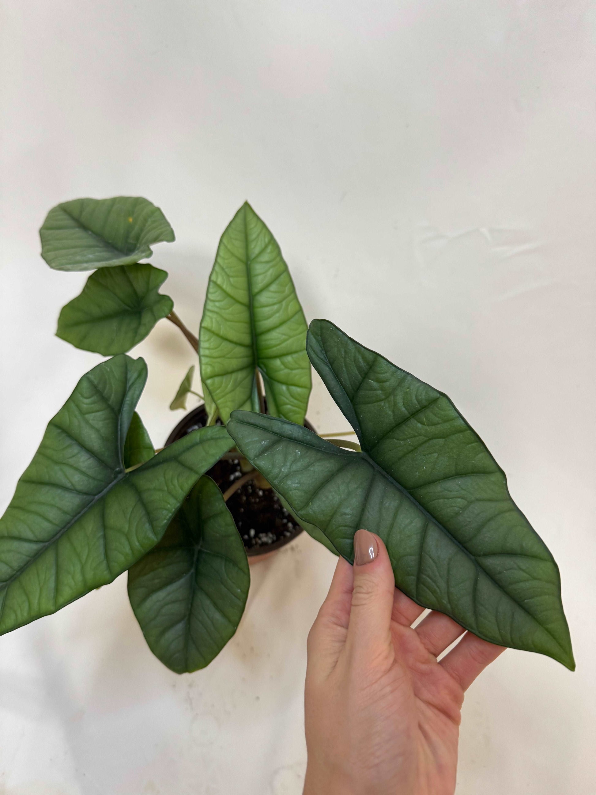 Alocasia Platinum