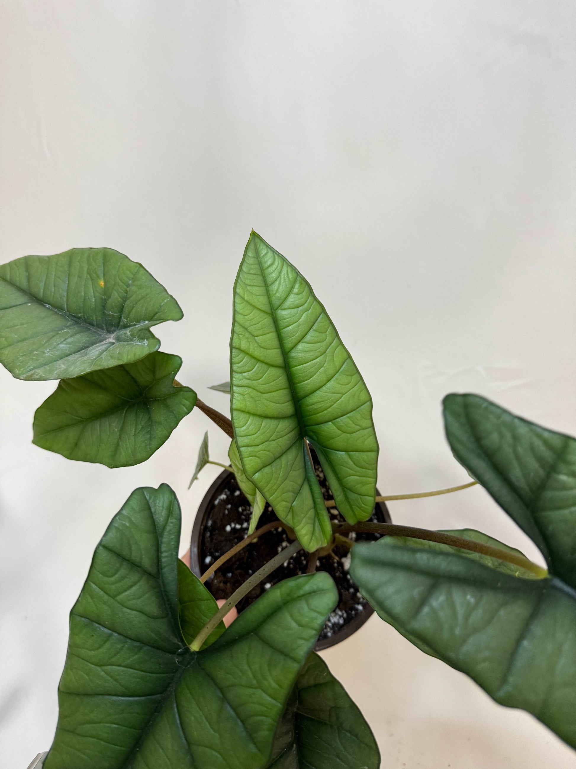 Alocasia Platinum