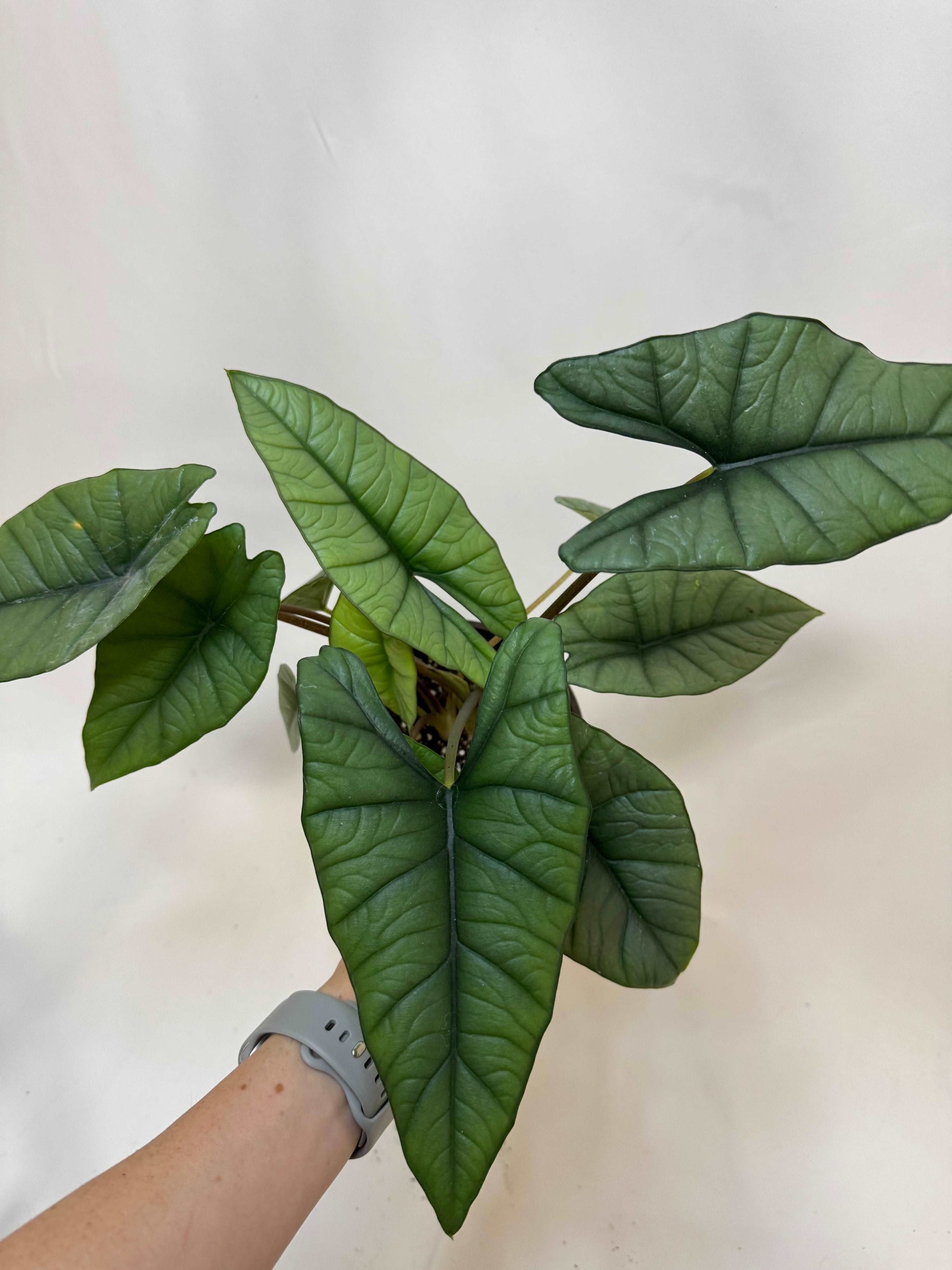 Alocasia Platinum