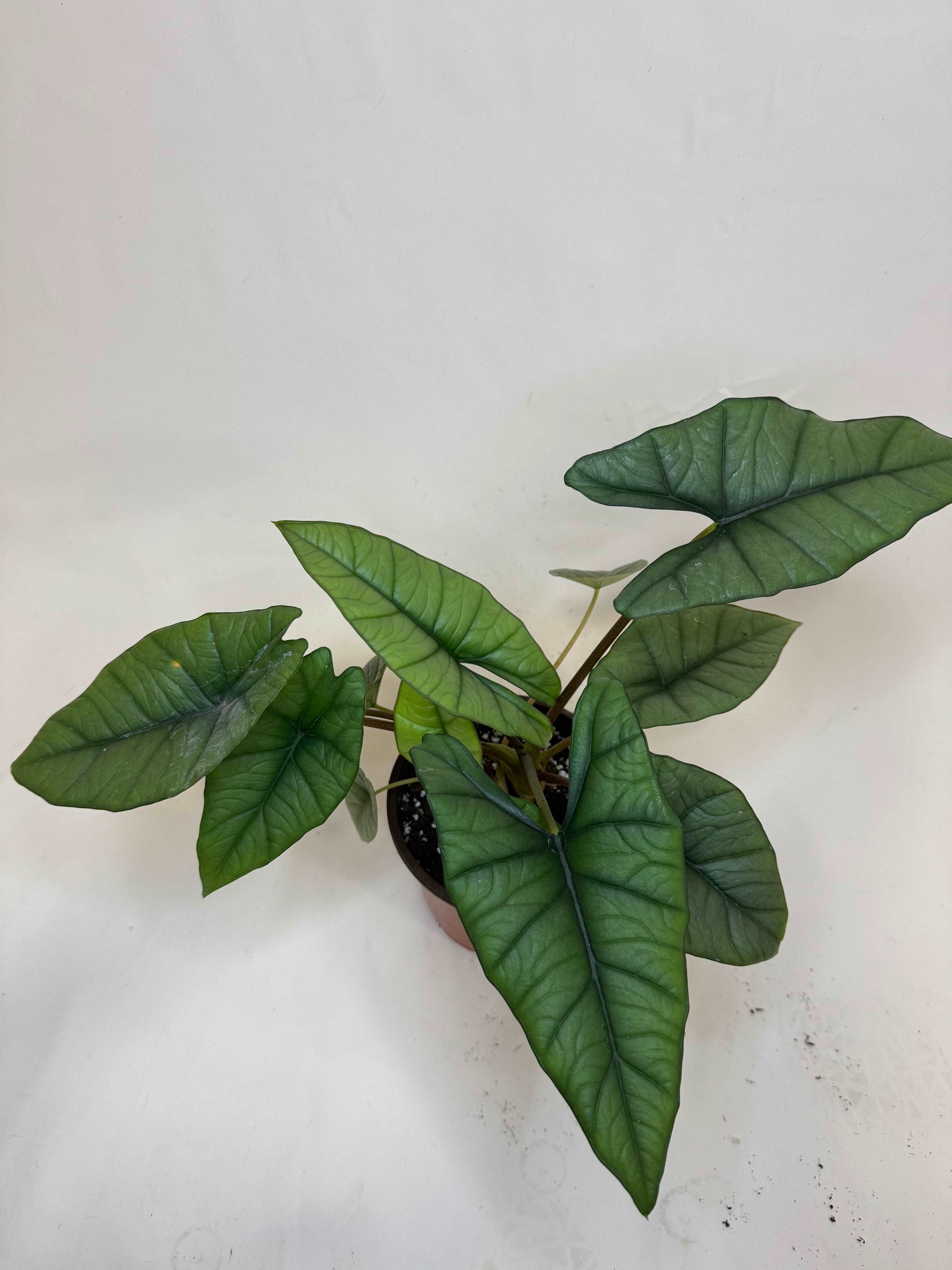 Alocasia Platinum