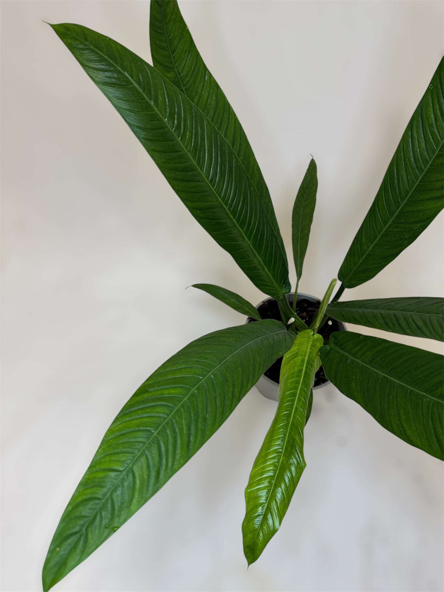 Philodendron Campii “Lynette”