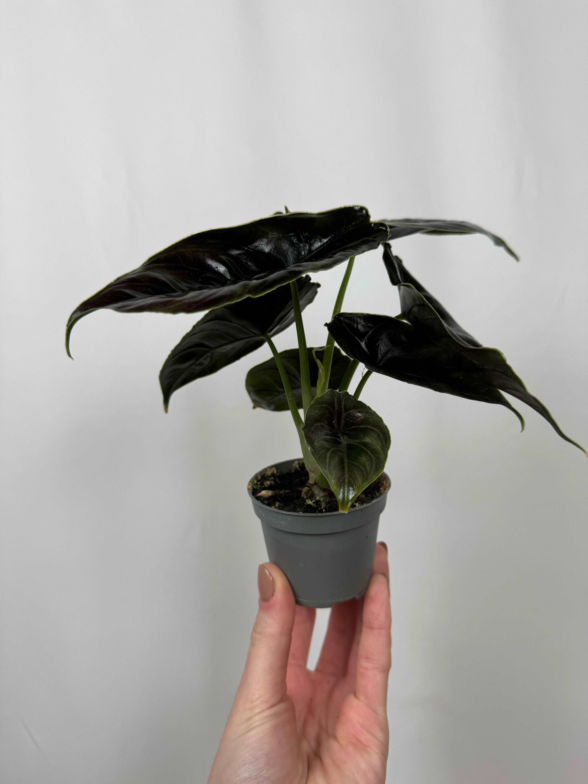 Alocasia “Azlanii”