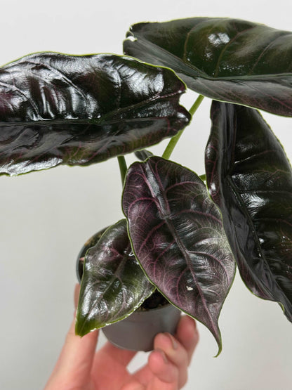 Alocasia “Azlanii”