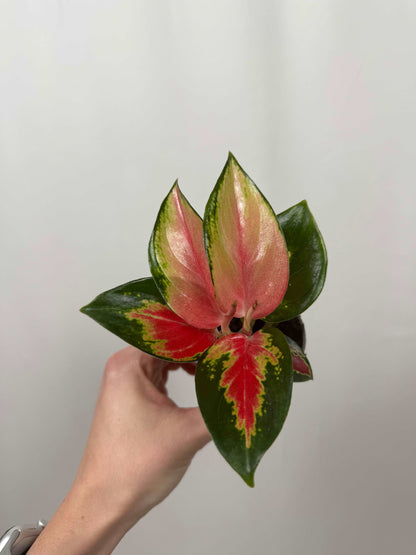 Aglaonema “Red Dragon”