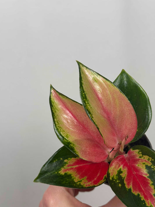 Aglaonema “Red Dragon”